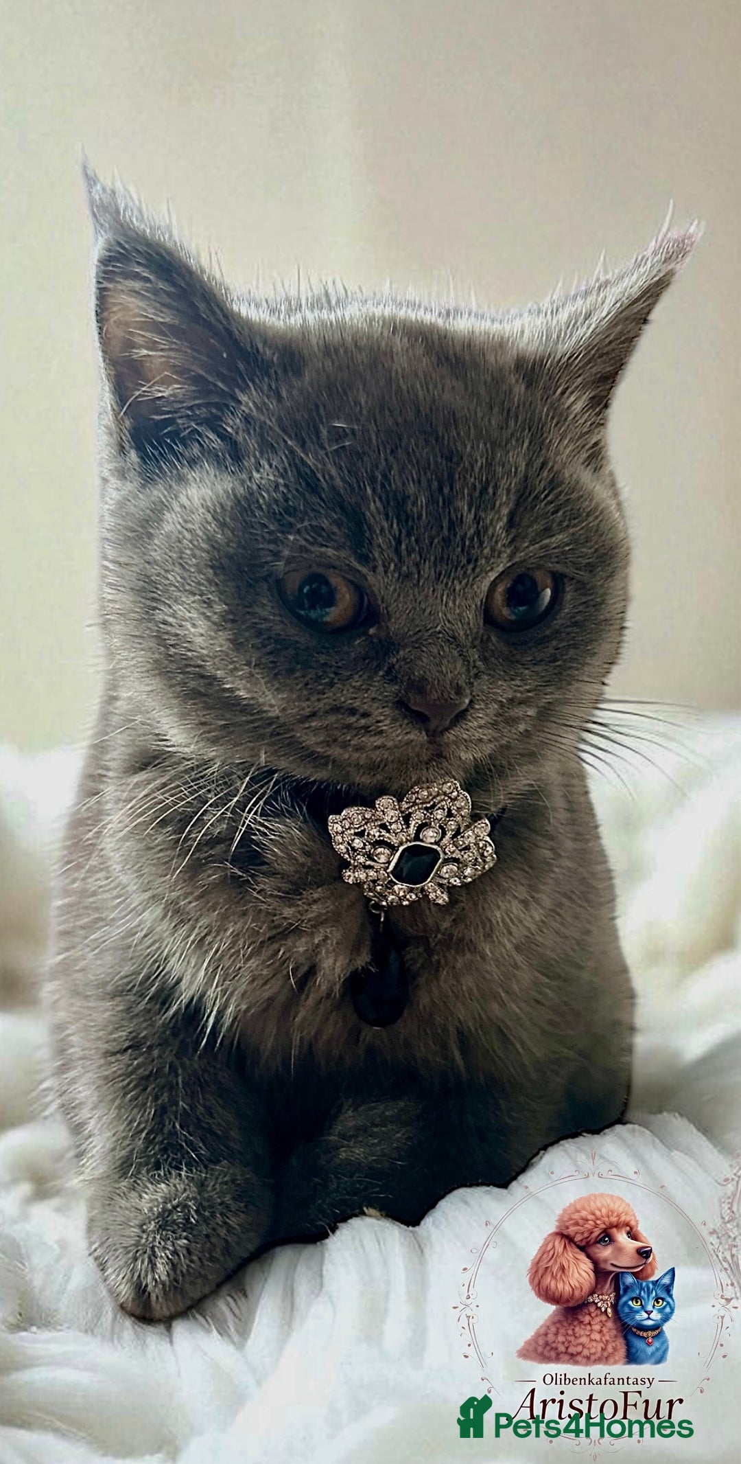 British Shorthair cats for sale: 🐾 Blue British Shorthair Kittens  🐾 - Image 4