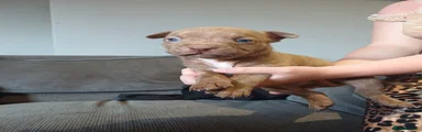 Mixed Breed 3