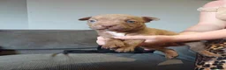 Mixed Breed dogs for sale: Puppies  - Advert 5