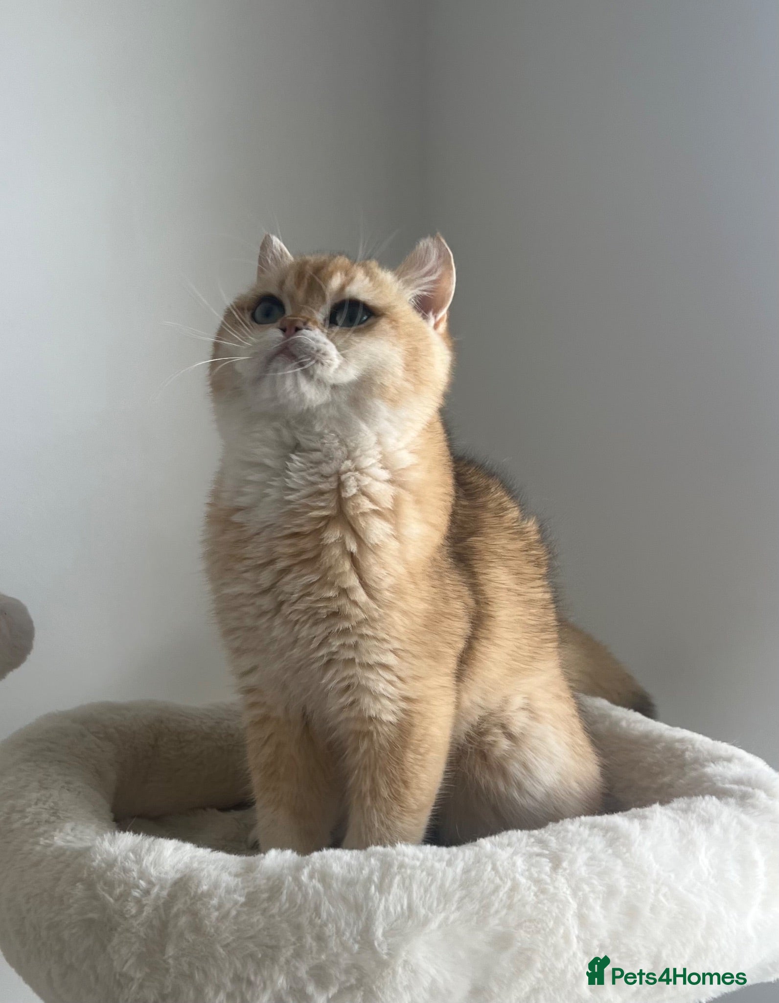 British Shorthair cats 6 Month Ny12 Golden BSH Boy from European Parents - Advert 2