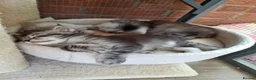 Maine Coon cats for sale: Maine Coon Kittens looking for new loving home in Birmingham - Advert 32