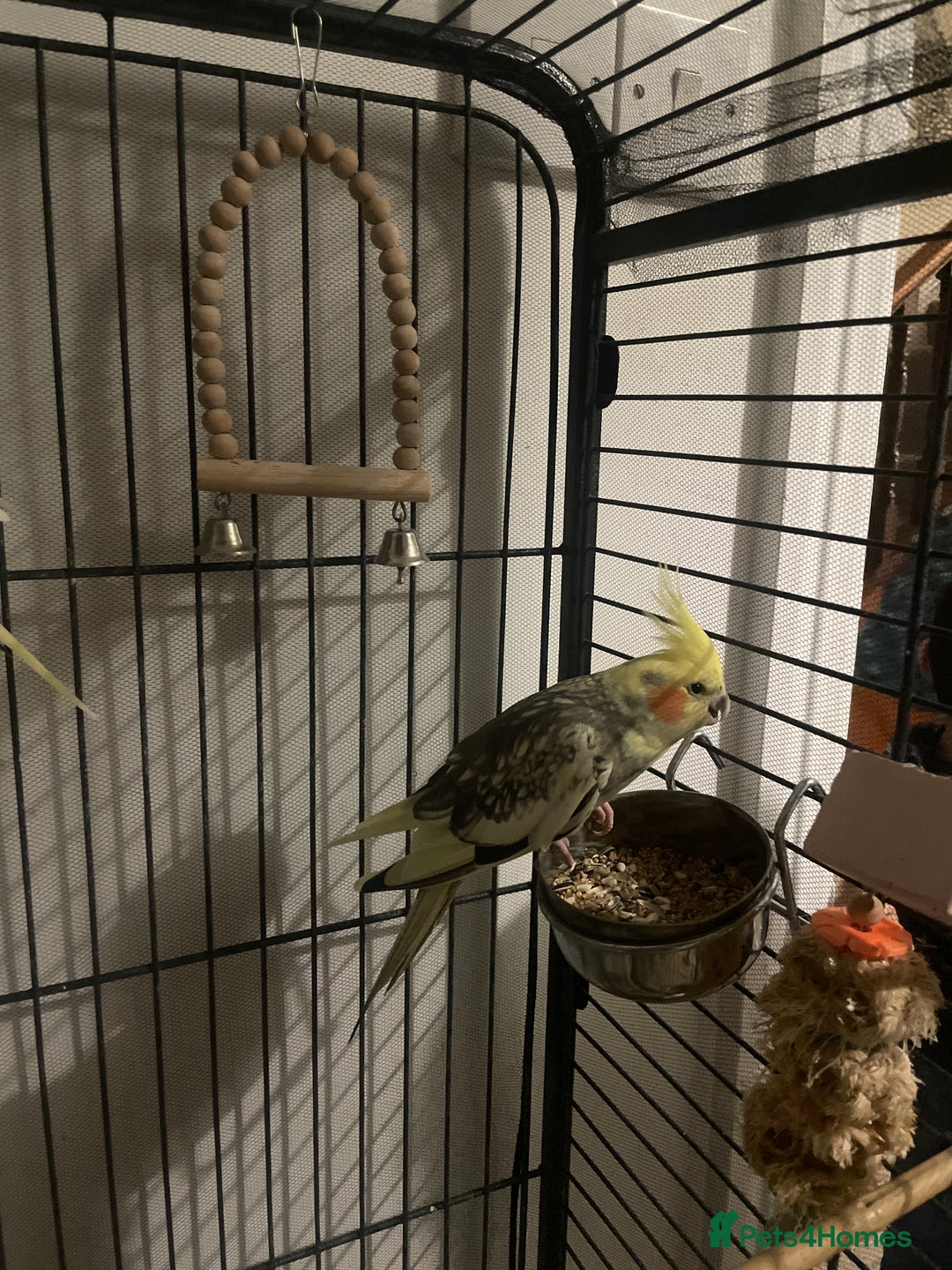 Cockatiels birds for sale: Cockatiels  - Image 4