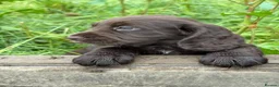 Cocker Spaniel dogs for sale:  Chocolate working cocker spaniel puppy in Shrewsbury - Advert 4