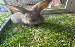 Continental Giant rabbits for sale: 3 Continental giant rabbit babies - Advert 4