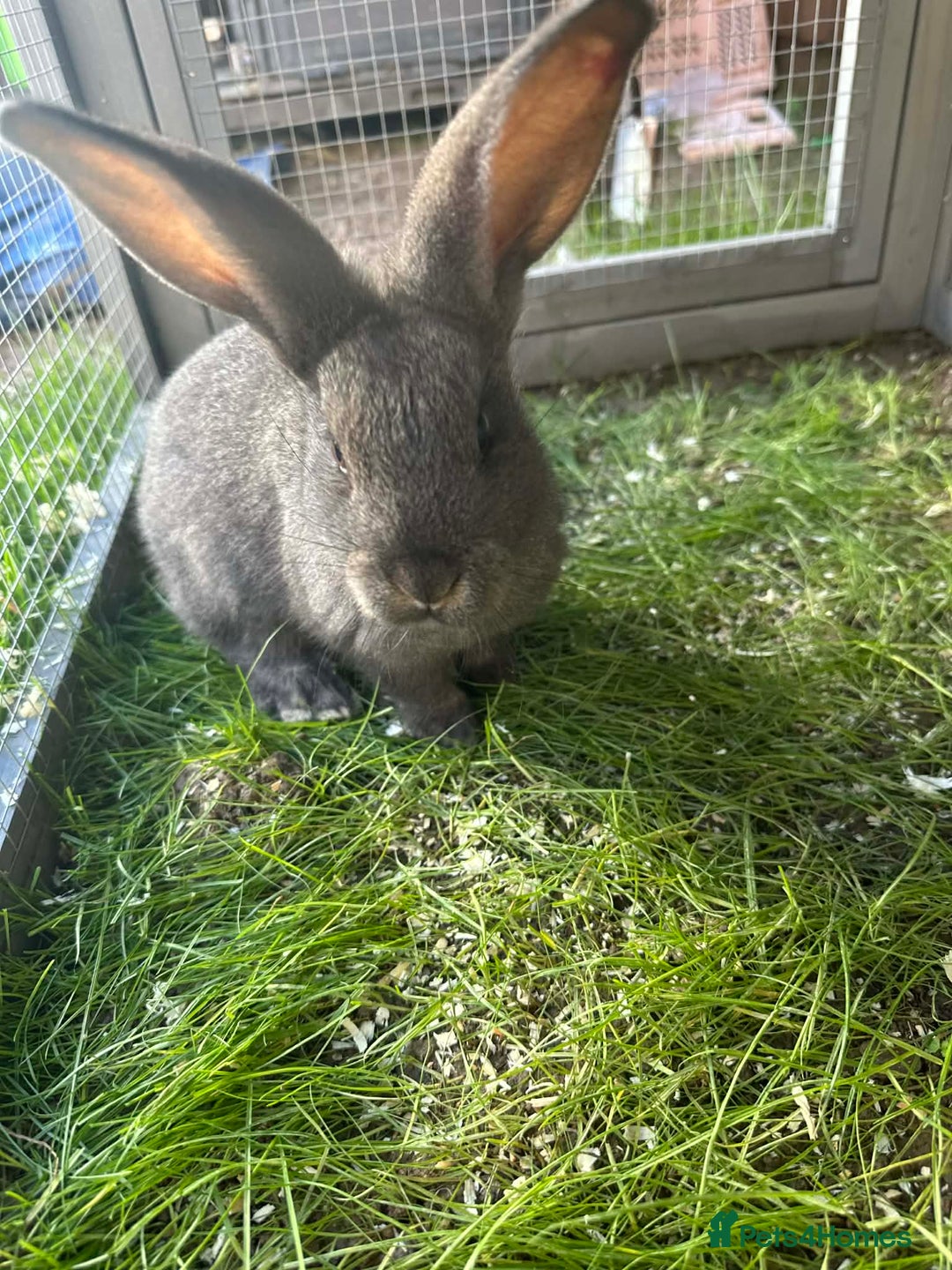 Continental Giant rabbits for sale: 3 Continental giant rabbit babies - Advert 4