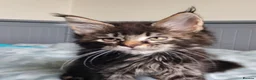Maine Coon cats for sale: Amazing Maine Coon kittens 😍  - Advert 8