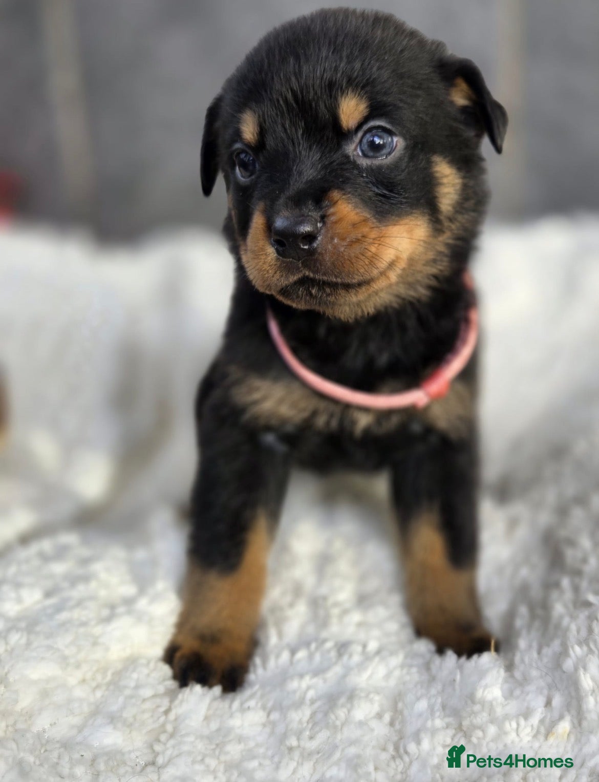 Rottweiler dogs Stunning Rottweiler pups - Advert 1