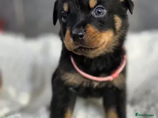 Rottweiler dogs Stunning Rottweiler pups - Advert 1