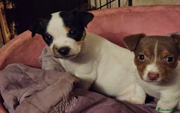 Jack Russell dogs for sale: Beautiful Jack Russell Puppies - Image 4