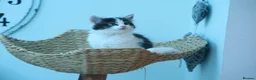 Ragdoll cats for sale: Adorable, Affectionate Part Ragdoll Kittens - Advert 4