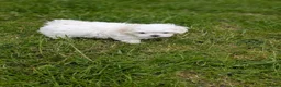 Maltese dogs for sale: TOY BOY MALTESE 💙💙 PRICE REDUCED! - Advert 19