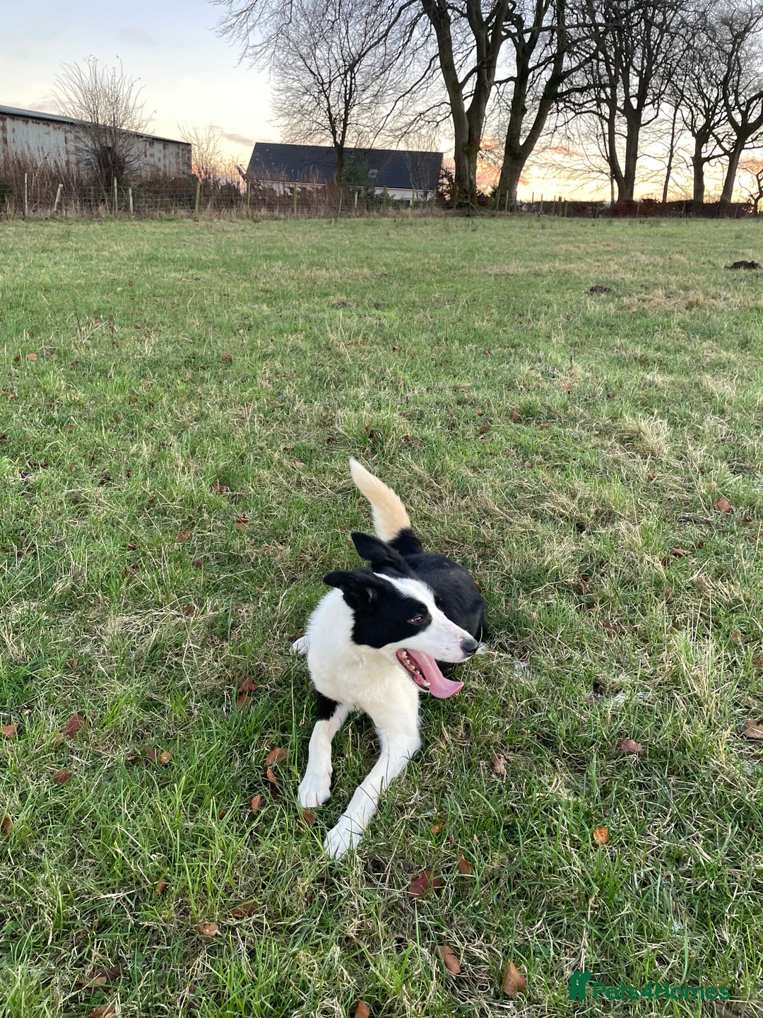 Border Collie dogs for sale: ISDS Registered Border Collie Male - Advert 4