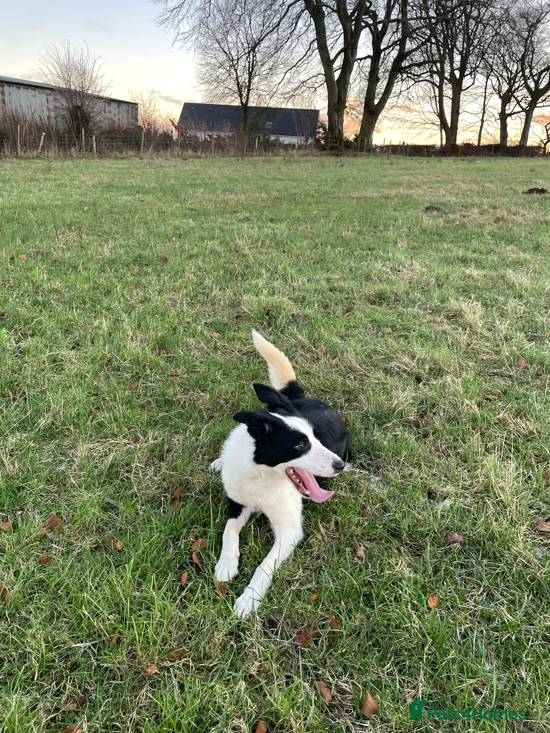 Border Collie dogs for sale: ISDS Registered Border Collie Male - Advert 4