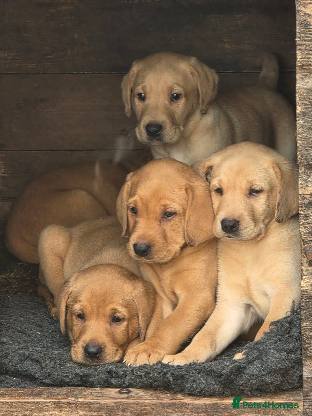 Labrador Retriever dogs for sale: Kc reg  yellow lab puppies 🐶  - Image 6