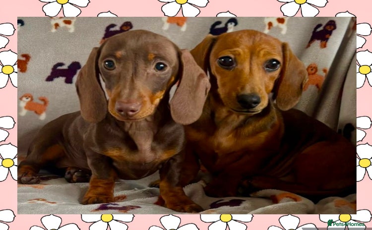Dachshund dogs - Advert 3