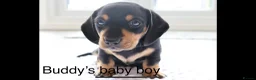 Miniature Dachshund dogs for stud:     KC Proven Mini Dachshund Stud, 31 Champions - Advert 12
