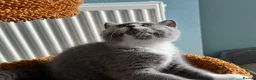 British Shorthair cats for sale: 🐾British Shorthair Kittens GCCF Registered🐾 - Advert 11
