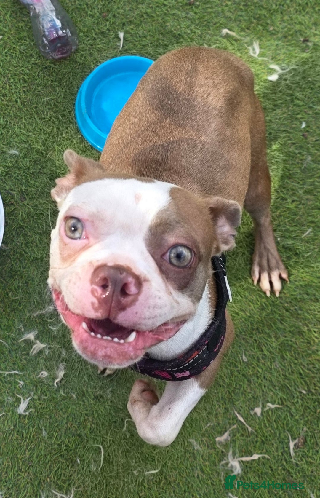 Boston Terrier dogs for sale: Boston terrier female adult - Image 2
