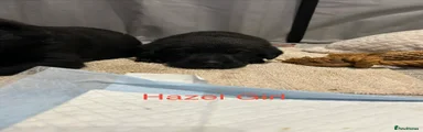 Hazel