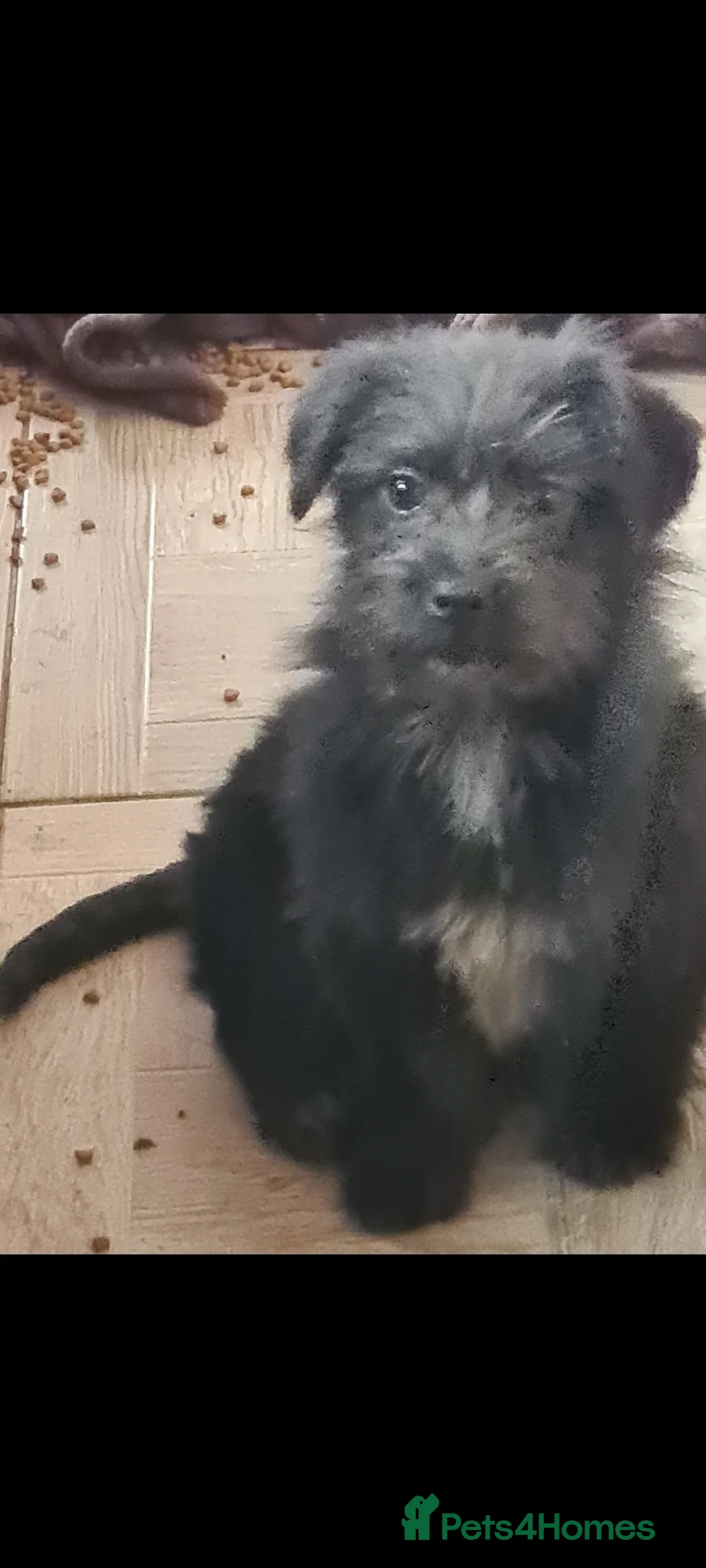 Mixed Breed dogs for adoption: Bambam small breed 6kg in Nottingham - Advert 1