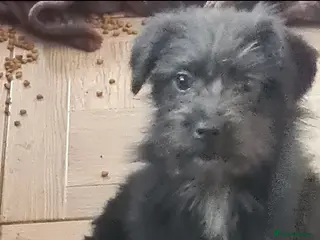 Mixed Breed dogs Bambam small breed 6kg in Nottingham - Advert 8