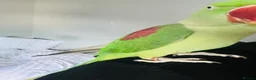 Parrots birds for sale: Baby hand tame Alexandrian Parrot  in Uttoxeter - Advert 18