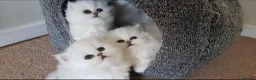 Persian cats for sale: Majestic Persian Chinchilla Kittens in Solihull - Advert 1