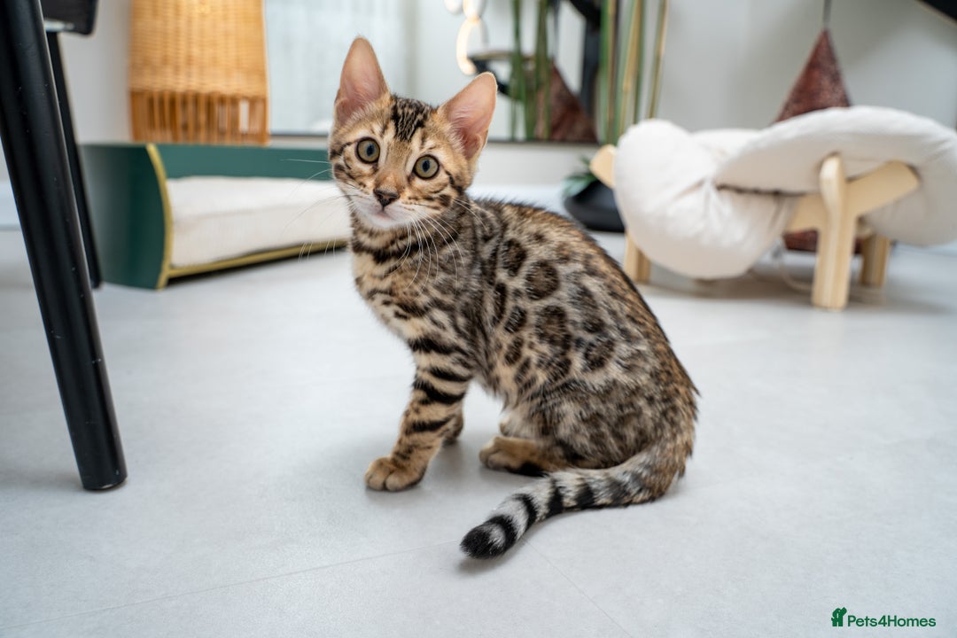 Bengal cats for sale: Top quality Bengal Girl- TICA reg.- AVAILABLE NOW - Advert 1