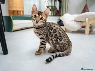 Bengal cats Top quality Bengal Girl- TICA reg.- AVAILABLE NOW - Advert 11