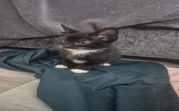 Mixed Breed cats for sale: Kittens  - Image 1