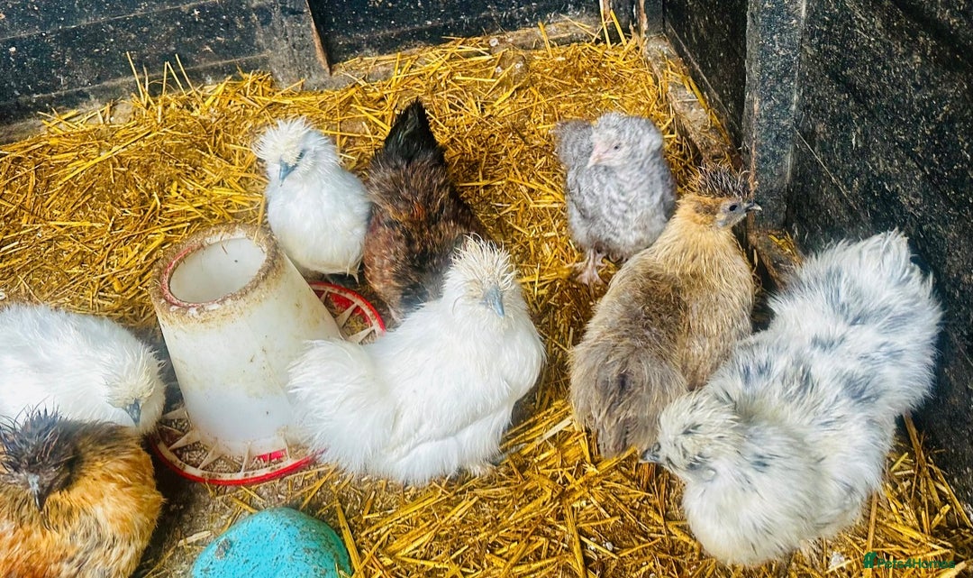 Chickens poultry for sale: SILKIE CHICKENS - Advert 2