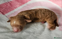 Miniature Poodle dogs for sale: Very well bred, health tested parents  - Image 15