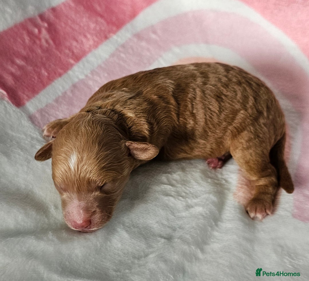 Miniature Poodle dogs for sale: Very well bred, health tested parents  - Image 15