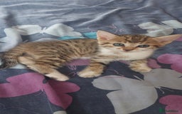 Mixed Breed cats for sale: Kittens for sale - Image 8