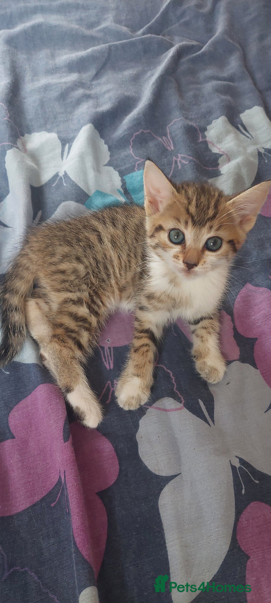 Mixed Breed cats for sale: Kittens for sale - Image 8