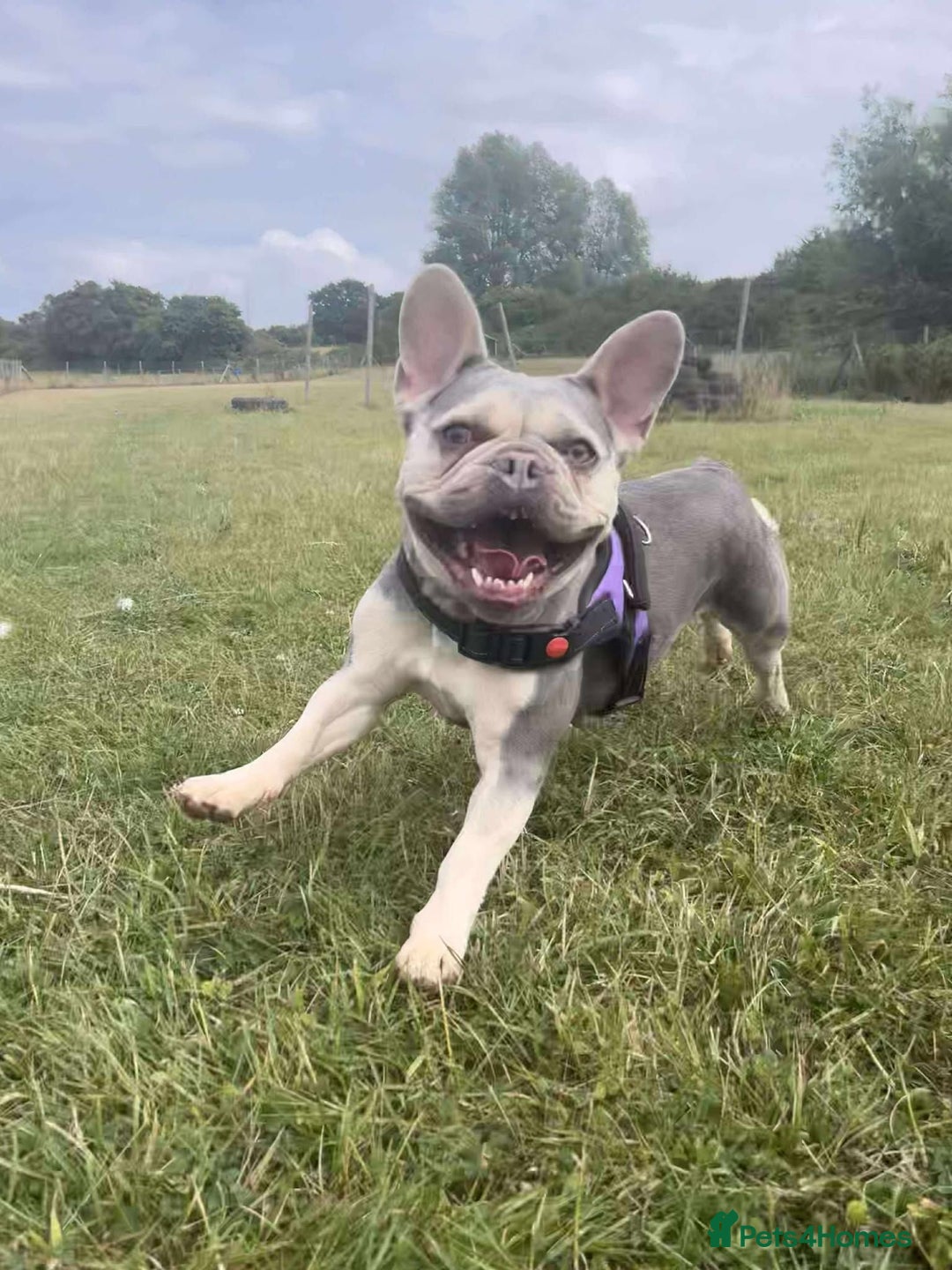French Bulldog dogs for adoption: Lovely Anita is looking for her forever home! - Image 4