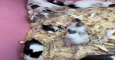 Mouse rodents - Advert 4