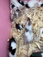 Mouse rodents Super friendly fancy female mice - Advert 2