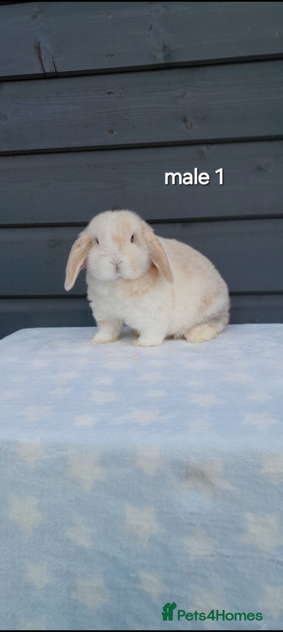 Mini Lop rabbits Gorgeous purebred minilops. LAST ONE - Advert 1