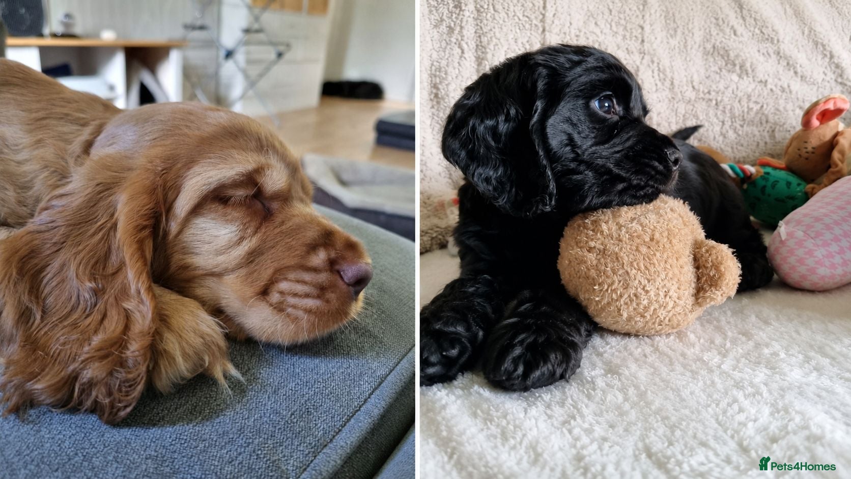 Cocker Spaniel dogs 🐾 Beautiful Show Type Cocker Spaniel Puppies - Advert 9