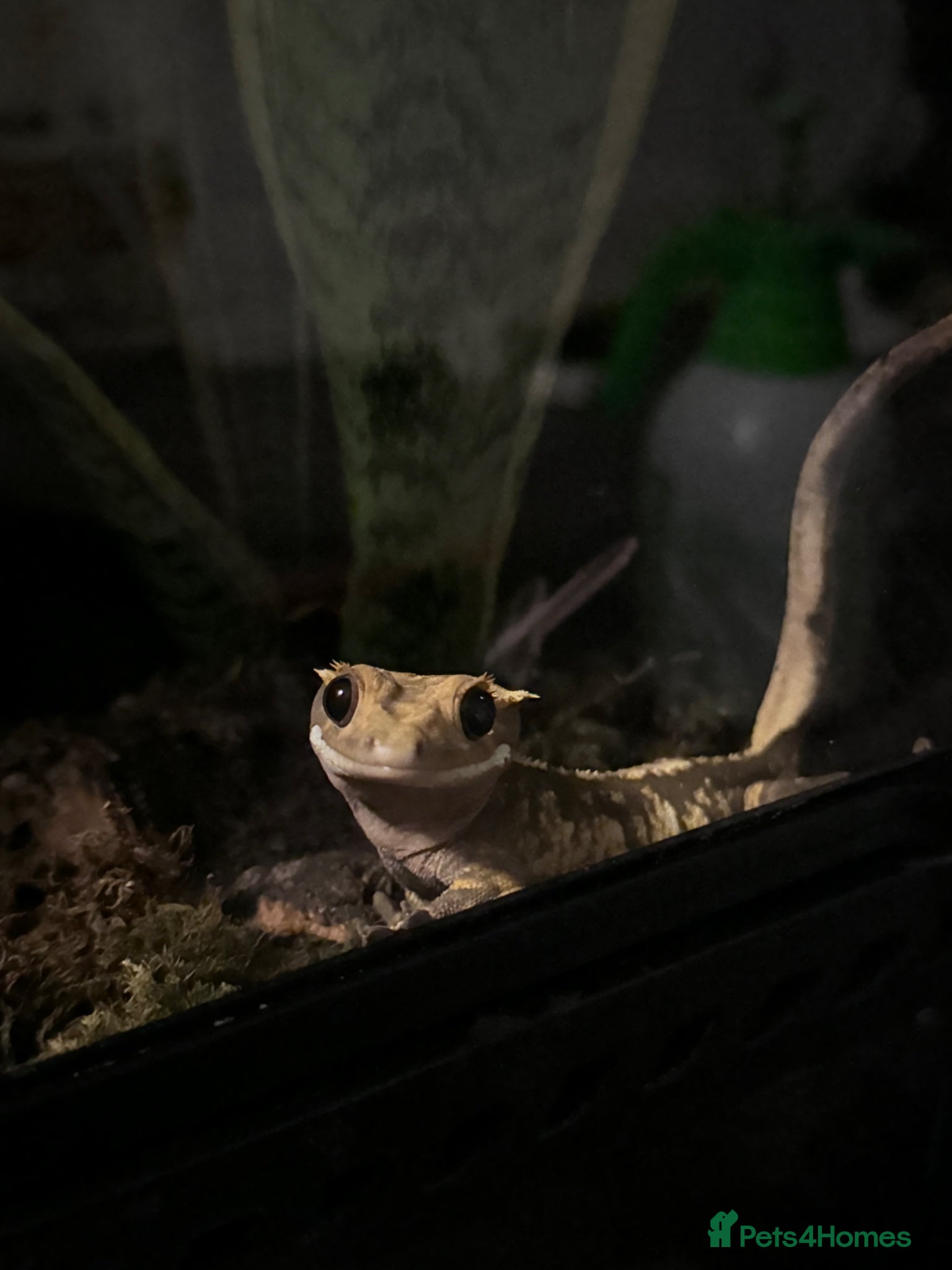 Gecko reptiles Female Crested gecko and full setup for sale.  - Advert 1