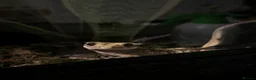 Gecko reptiles for sale: Female Crested gecko and full setup for sale.  in Birmingham - Advert 1