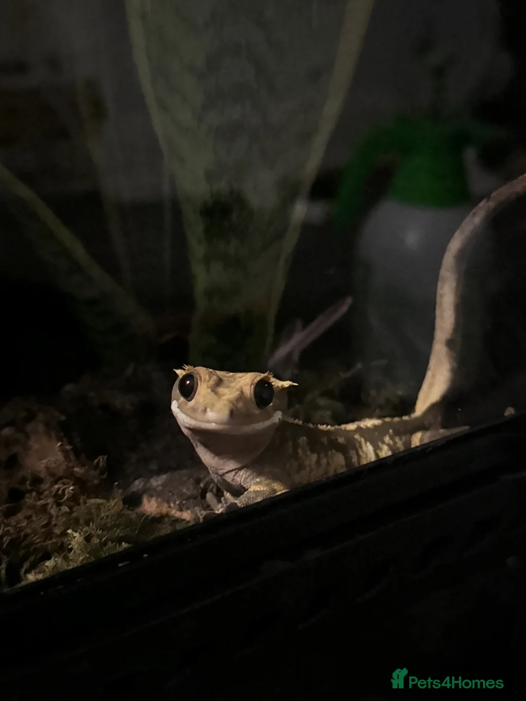 Gecko reptiles for sale: Female Crested gecko and full setup for sale.  in Birmingham - Advert 1