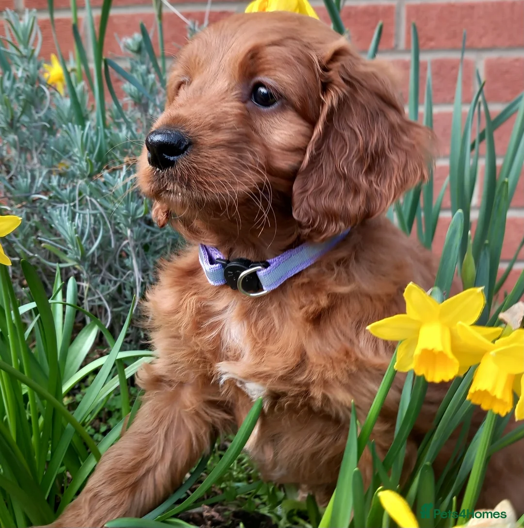 Cockapoo dogs for sale: Cockapoo puppies for sale  - Advert 2