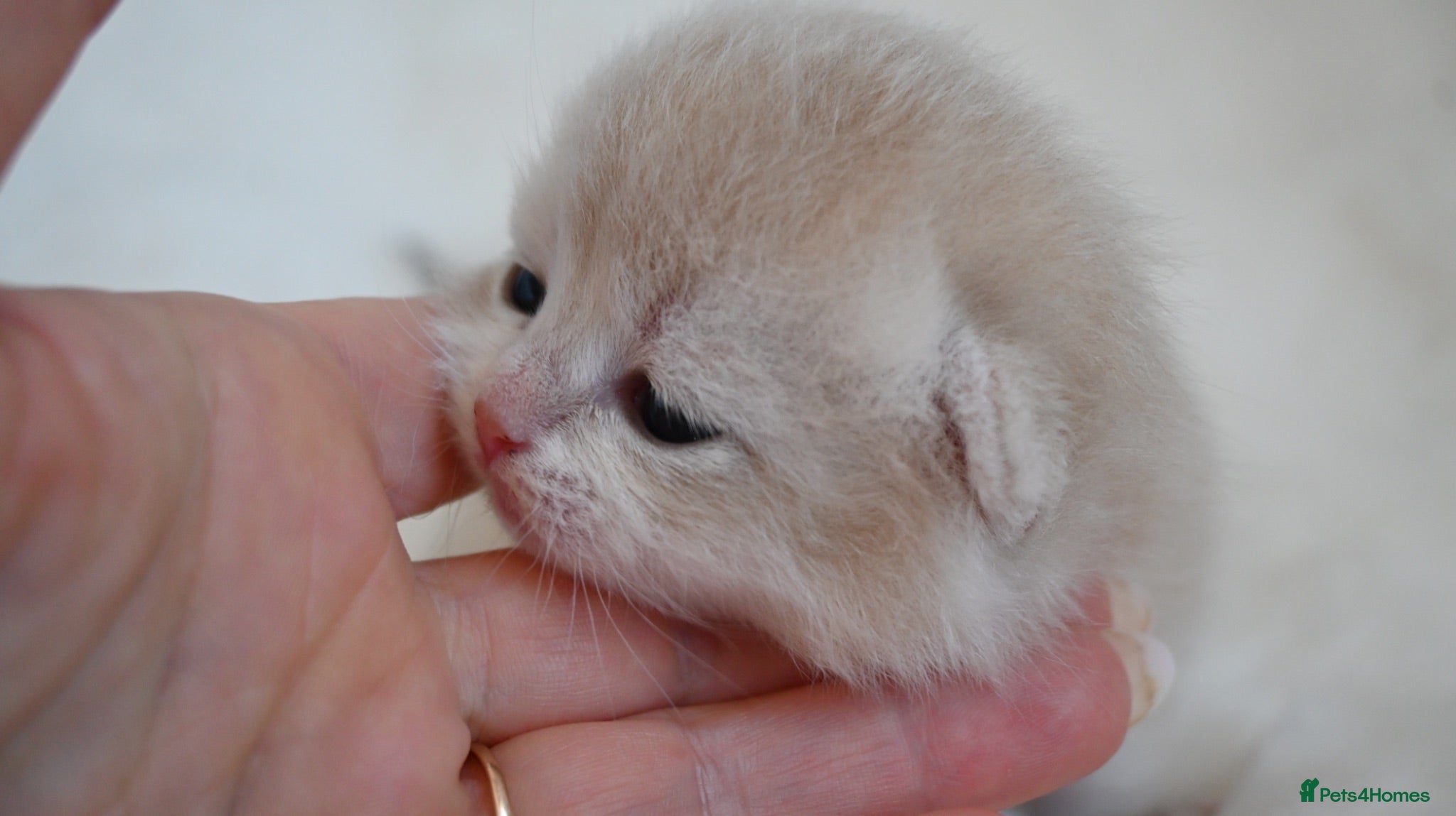British Shorthair cats BSH Golden kittens Ecx show quality, Tica reg  - Advert 1