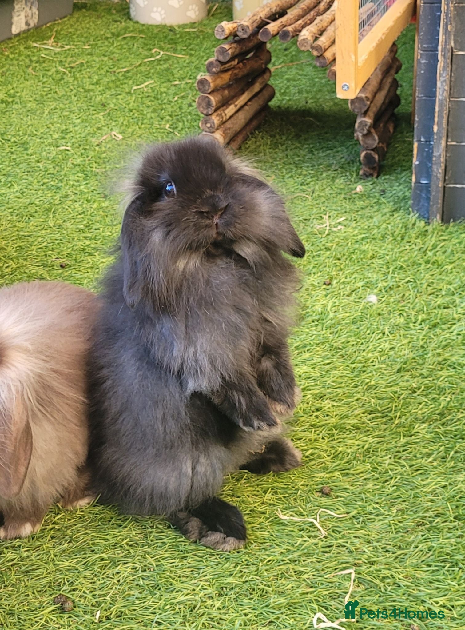 Mini Lion Lop rabbits Stunning Mini Lion Lop - ONE LEFT - Advert 2