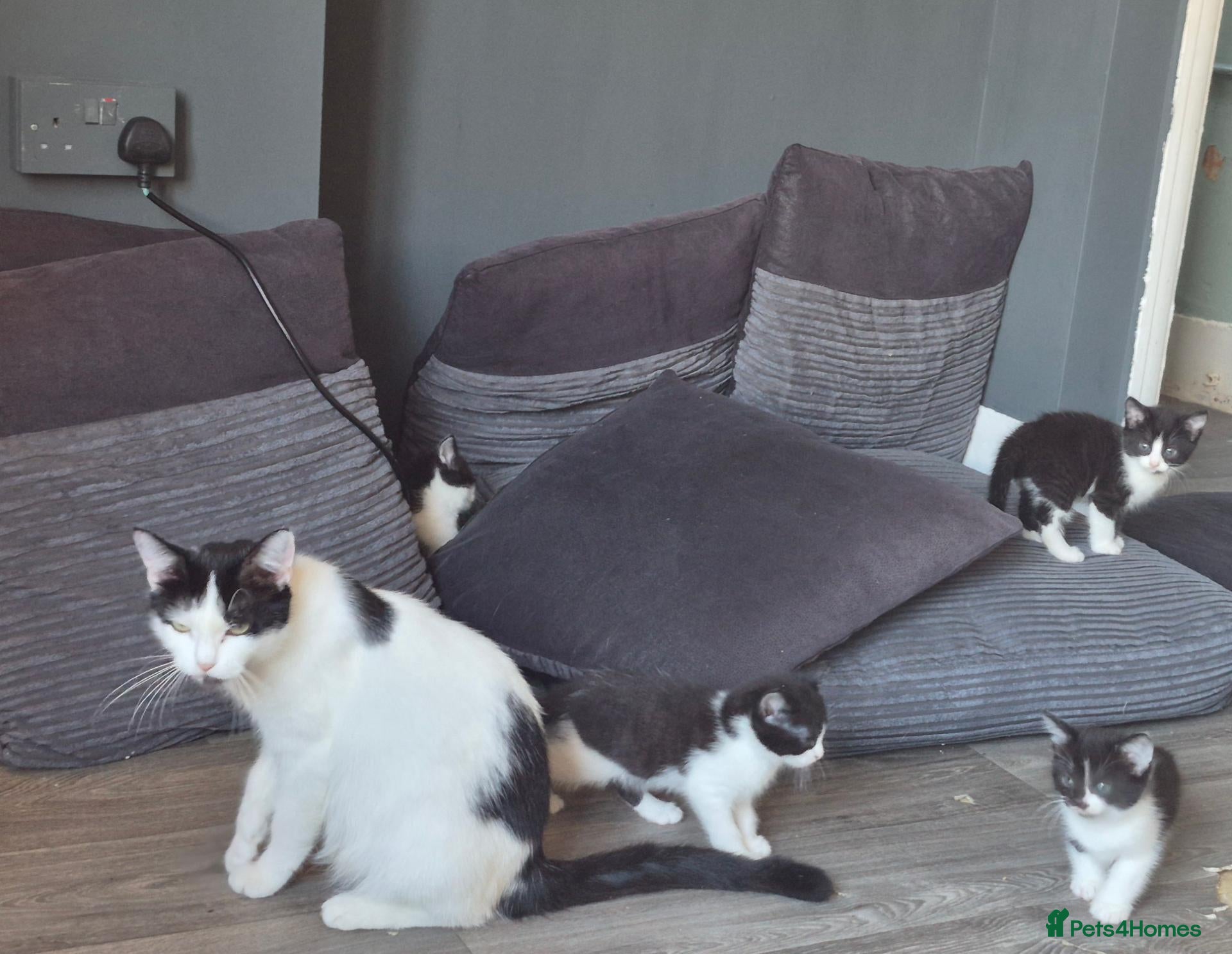 Mixed Breed cats Gorgeoeus mixed Breed kittens - Advert 5