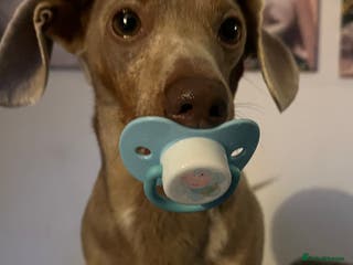 Miniature Dachshund dogs Tiny Miniature Dachshund Dapple for stud - Advert 16