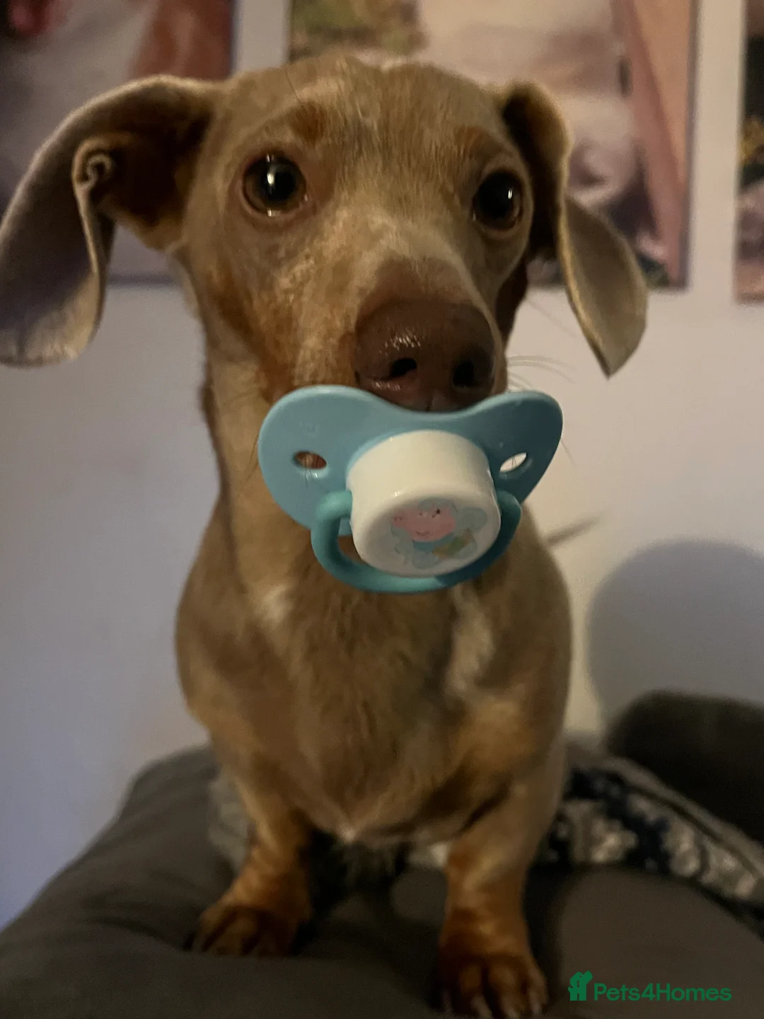 Miniature Dachshund dogs for stud: Tiny Miniature Dachshund Dapple for stud - Advert 1