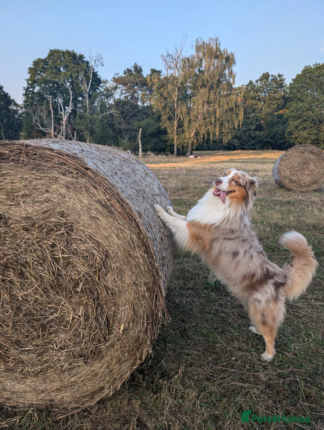 Australian Shepherd dogs for stud: Proven HT KC Champ Red Merle Australian Shep Stud in Bromley - Advert 7